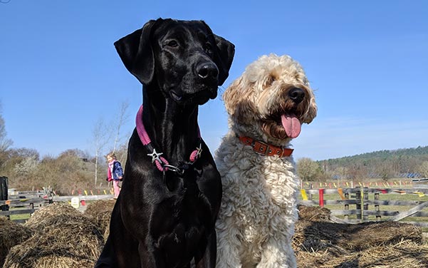 Labrador Mix - Labrador Mischling Labrador Mix - Labrador Mischling